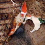 tosti-caprese
