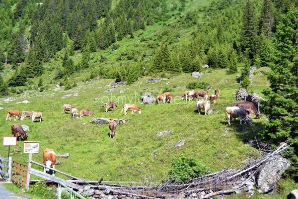 Verslag persreis Paznauntal Oostenrijk 8 persreis oostenrijk8