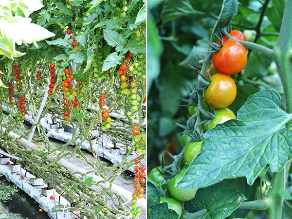 Snapshot Diary Stavanger #3 79 foto 66