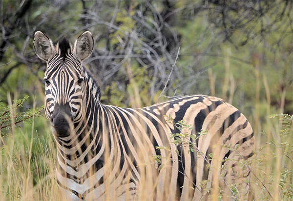Travel Tuesday: Travel Bucketlist 1 safari