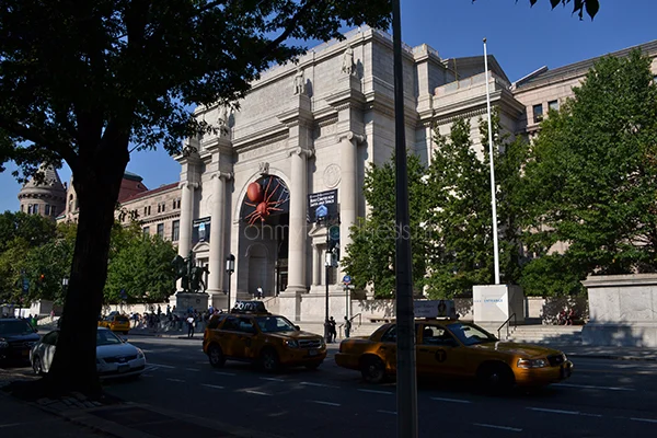 Zo haal je het meeste uit New York 1 Natural History Museum