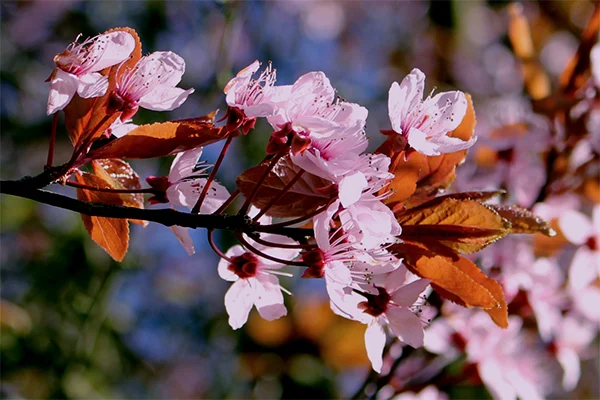 5 redenen om naar Japan te willen 1 Japanse natuur
