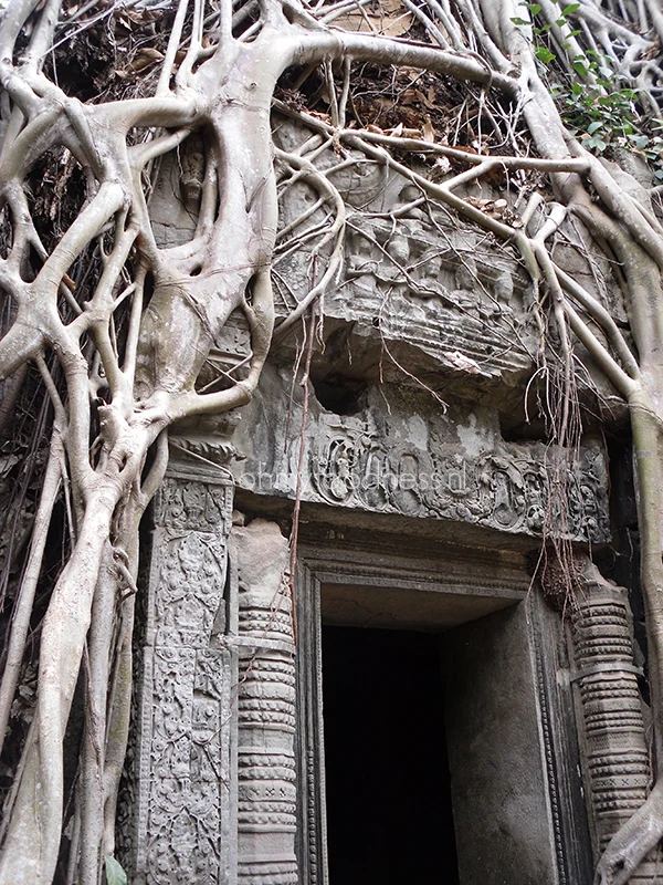Magisch mooi: Angkor 4 Angkor
