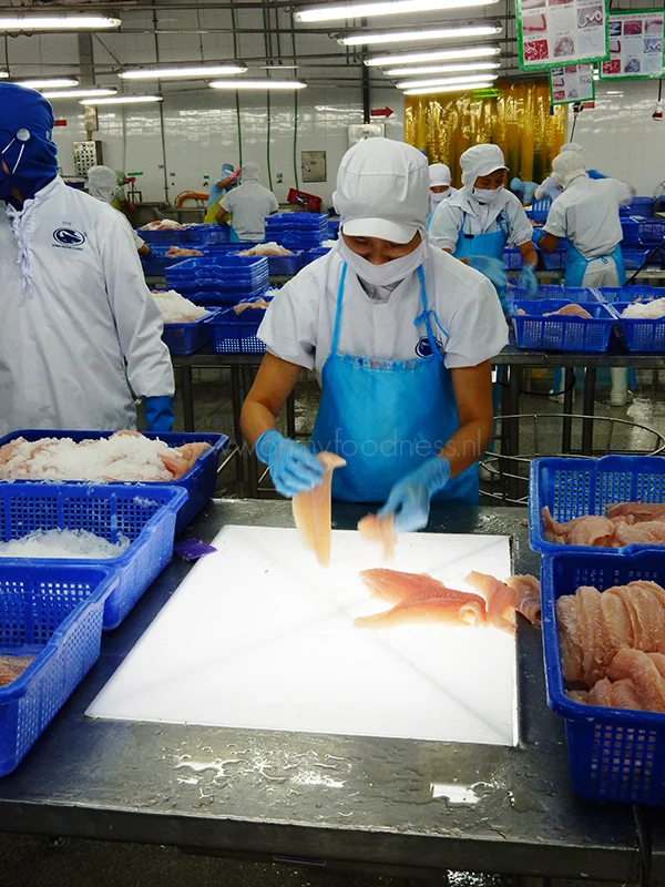 Alles over de Panga van Queens 6 Panga van Queens