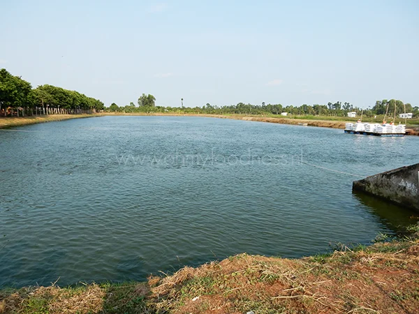 Alles over de Panga van Queens 1 Panga van Queens