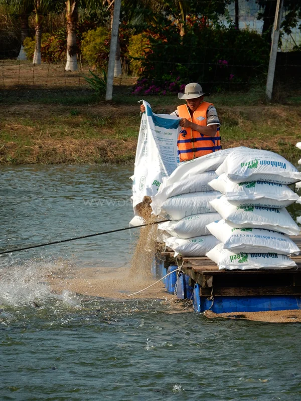 Alles over de Panga van Queens 3 Panga van Queens