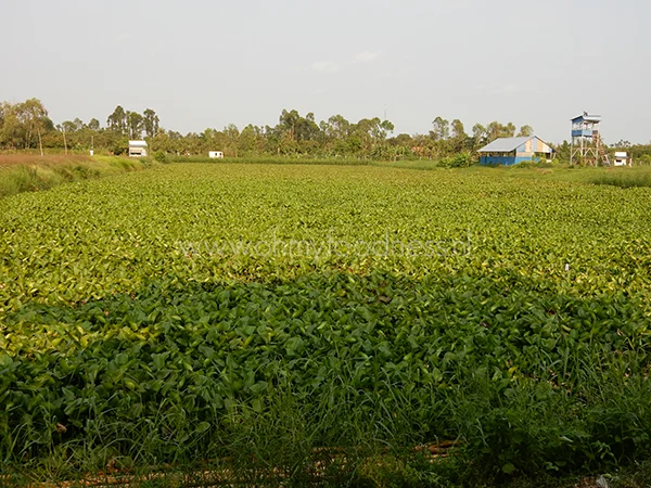 Alles over de Panga van Queens 2 Panga van Queens