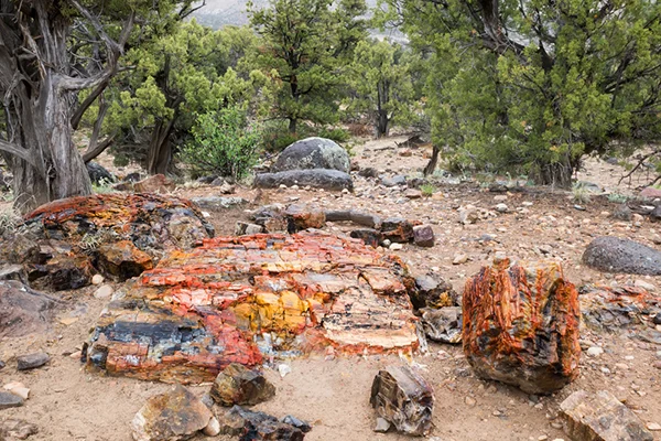 Bucketlist: Route 66 4 Petrified Forest Park