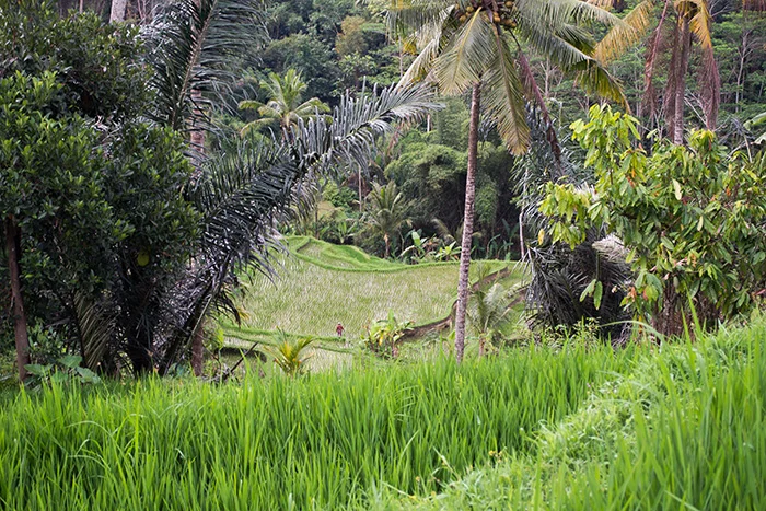 5x verre bestemmingen voor herhaling vatbaar 5 Bali