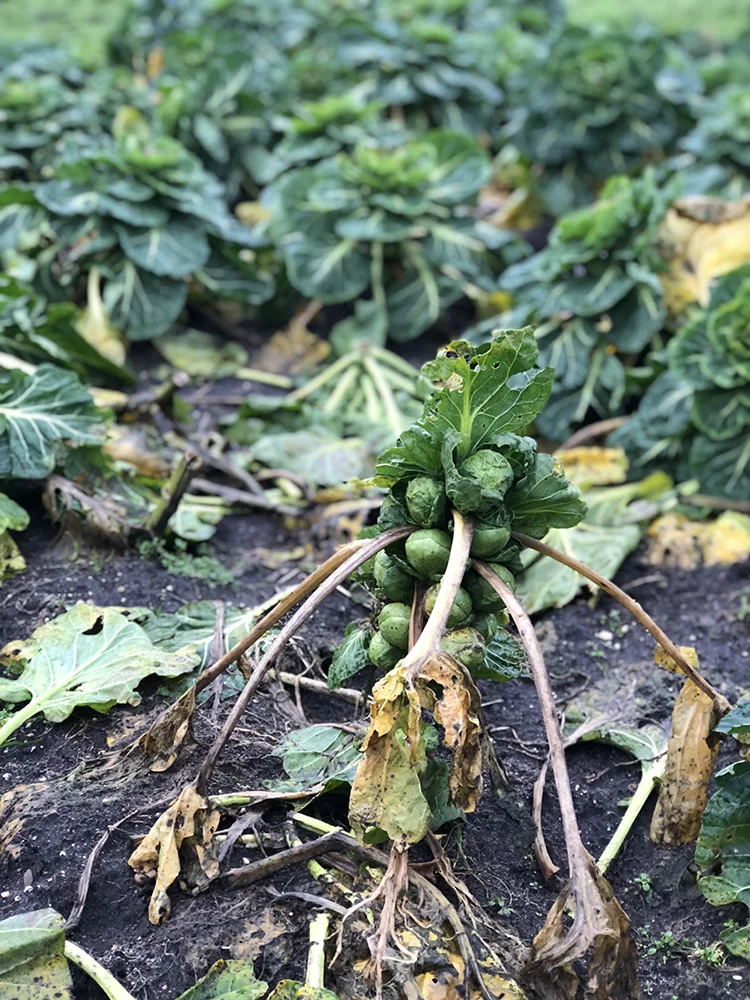 Gelderse streekgids #3: De Veluwe 7 Cantharel Moestuin