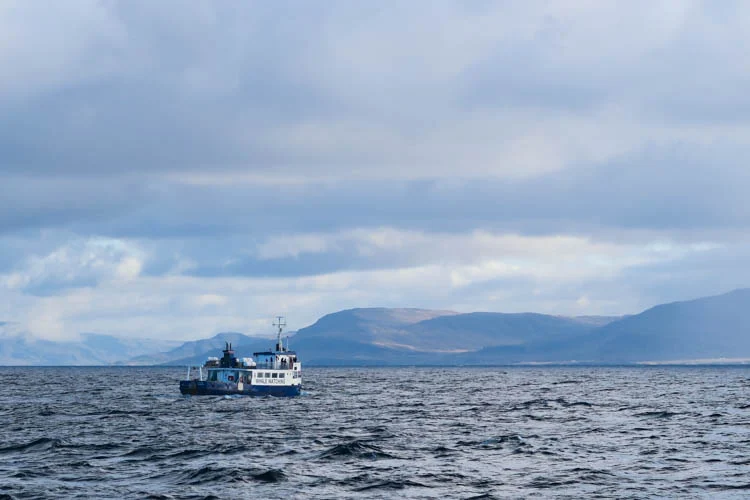 TRAVEL GUIDE | IJSLAND - TO DO 1 elding whale watching