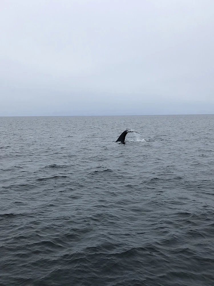 CITY GUIDE BOSTON - TO DO 3 BOSTON CITY GUIDE doen in Boston: whale watching tour