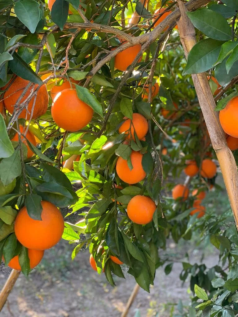 Adopteer een sinaasappelboom 3 sinaasappels plukken