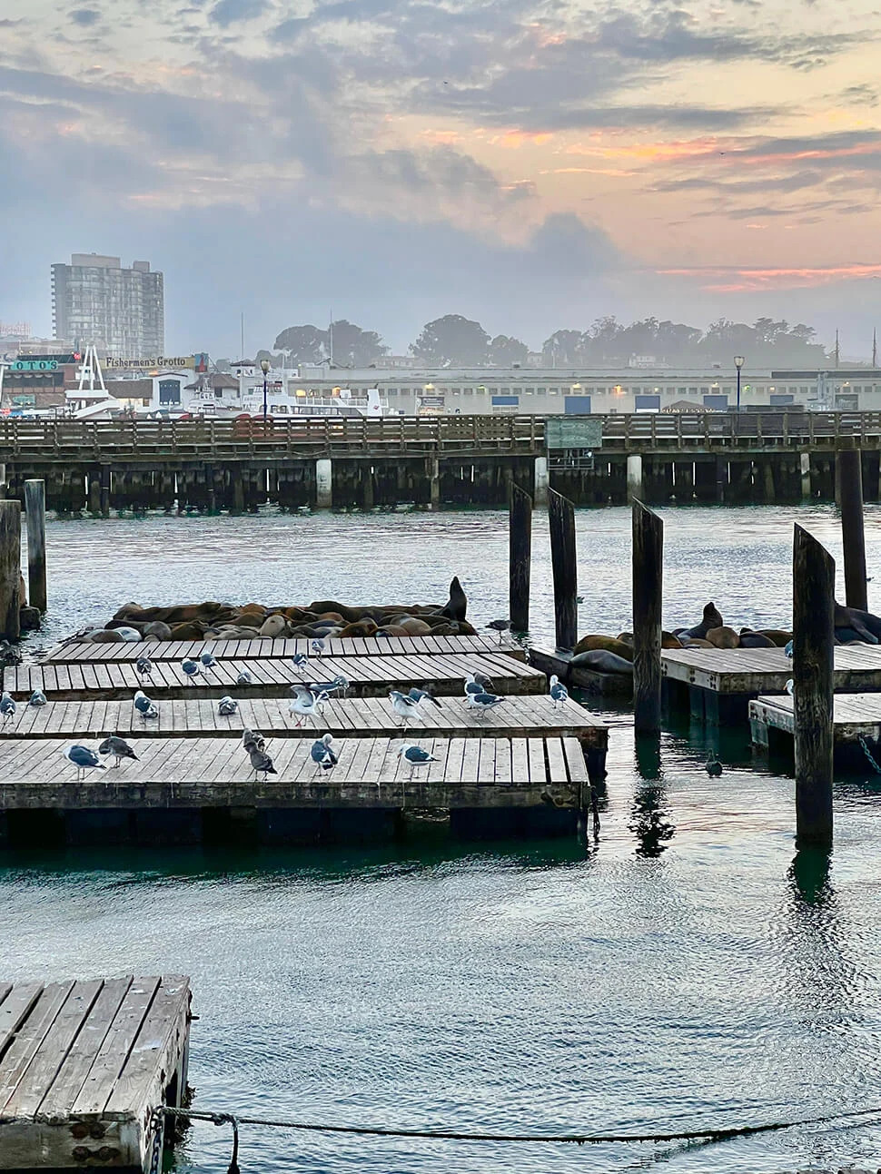 10x bezienswaardigheden San Francisco 3 Pier 39
